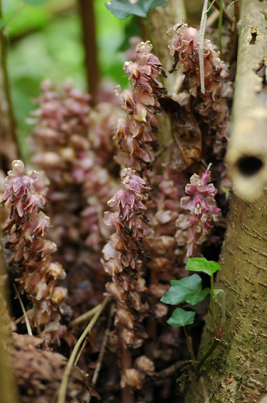 Lathraea squamaria / Latrea comune
