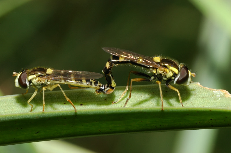 Si comincia.................!!!!! Sphaerophoria scripta