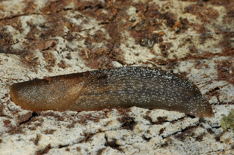 Limax del corsicus-gruppo da Ostia (RM)