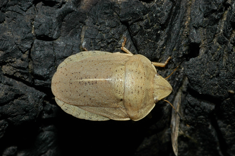 Eurygaster austriaca