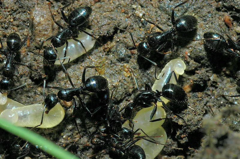 Camponotus sp.