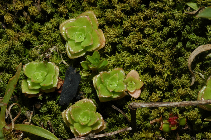 Phedimus stellatus