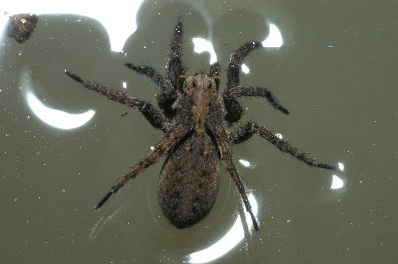 Lycosidae