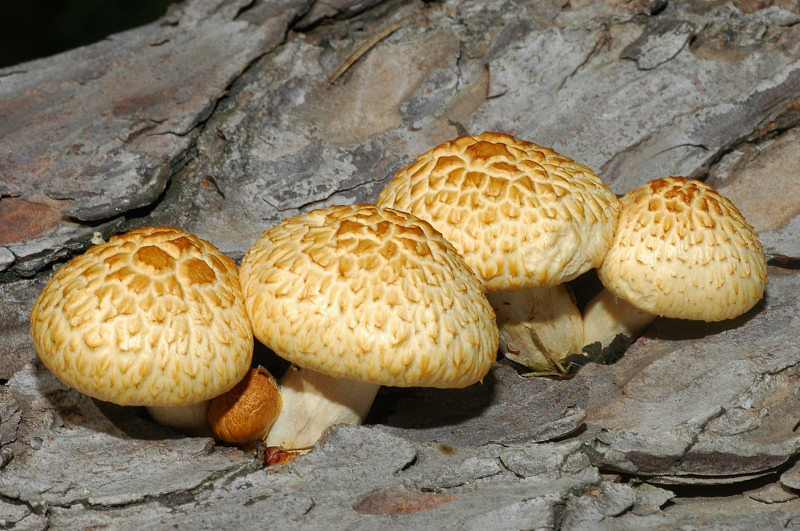Gymnopilus?