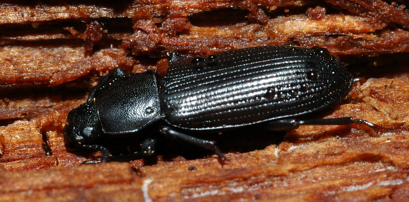 Sotto corteccia:Menephilus cylindricus (Col., Tenebrionidae)