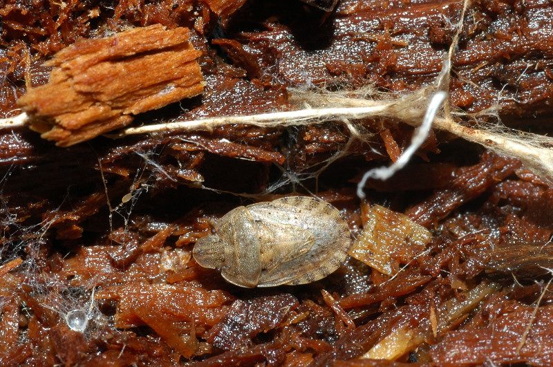 Sciocoris helferi (Heteroptera, Pentatomidae)