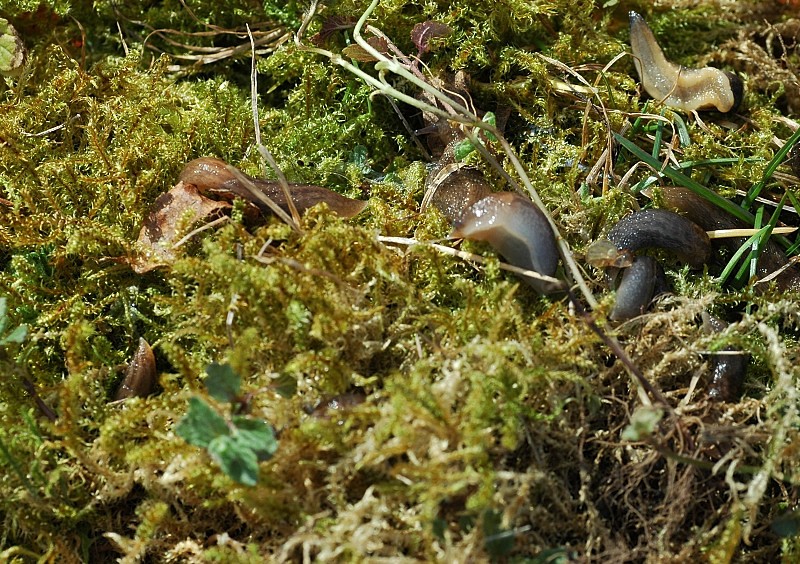 Limax del corsicus-gruppo da Ostia (RM)