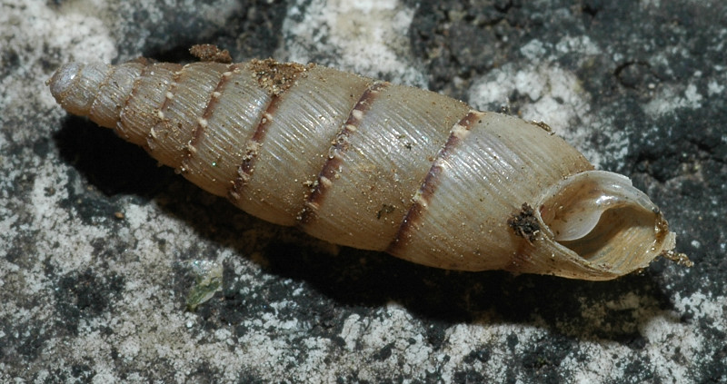 Papillifera bidens (Linneus,1758)