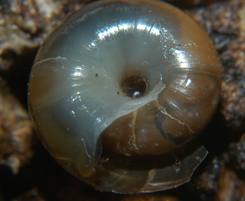 Oxychilus sp.