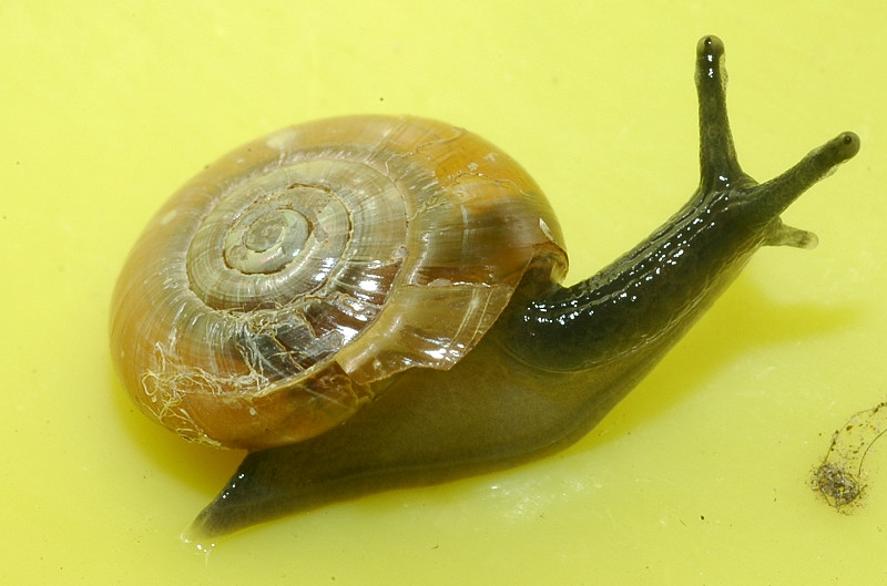 Oxychilus sp.