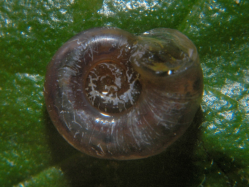 Gyraulus chinensis