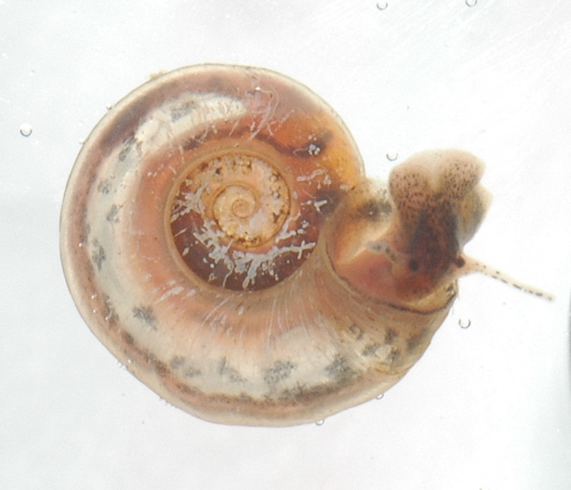 Gyraulus chinensis