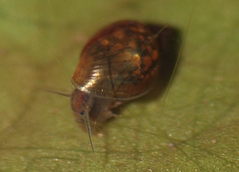 Physa (Physella) acuta?