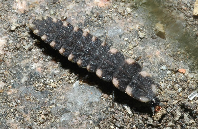 Larva di Lampyris noctiluca