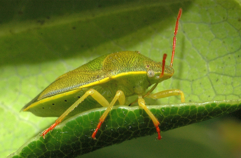 Aelia, Piezodorus, Eurygaster (Heteroptera)
