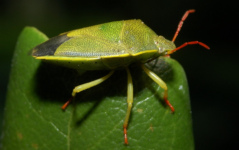Aelia, Piezodorus, Eurygaster (Heteroptera)