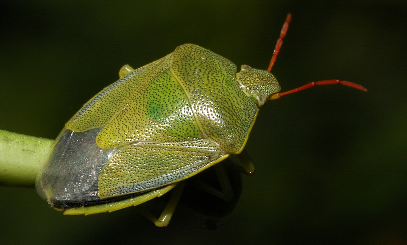 Aelia, Piezodorus, Eurygaster (Heteroptera)