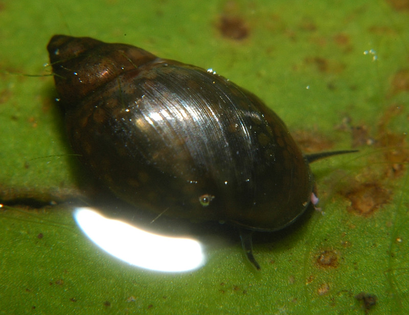 Physa (Physella) acuta?