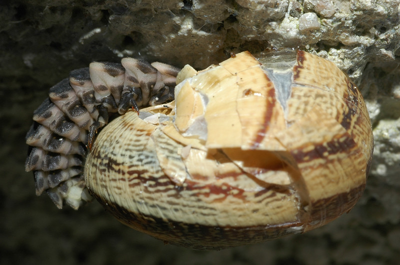 Larva di Lampyris noctiluca