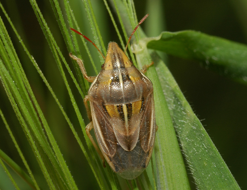 Aelia, Piezodorus, Eurygaster (Heteroptera)