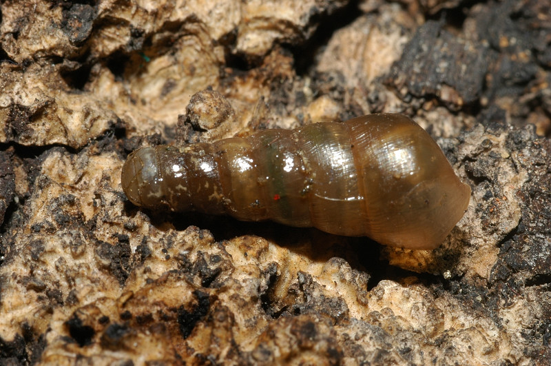 Rumina decollata (Linnaeus, 1758)  juv.