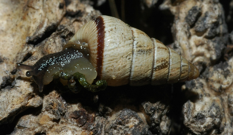 Cochlicella acuta