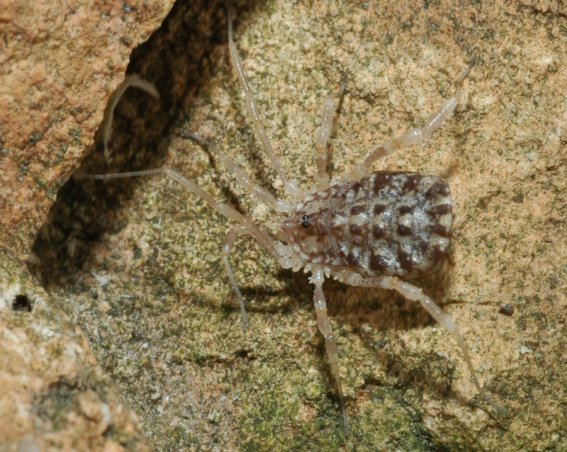 Homalenotus buchneri da Fiumicino (RM)