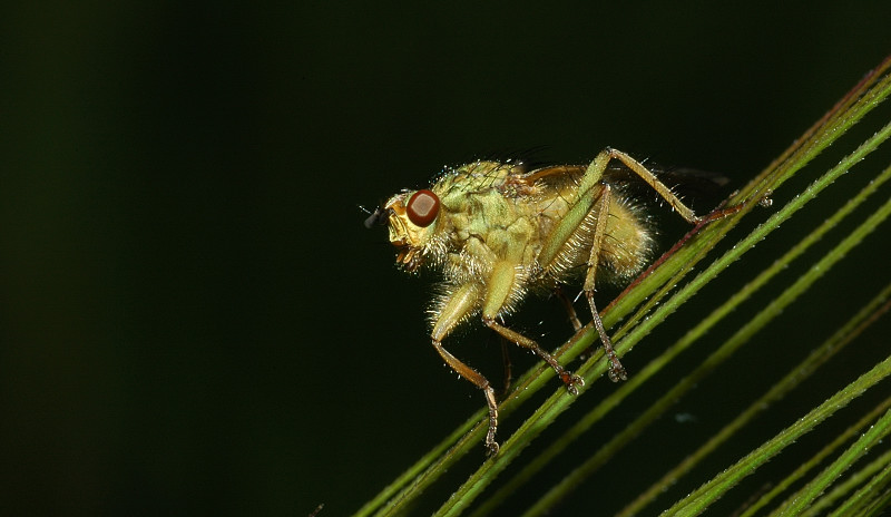 Scathophaga stercoraria