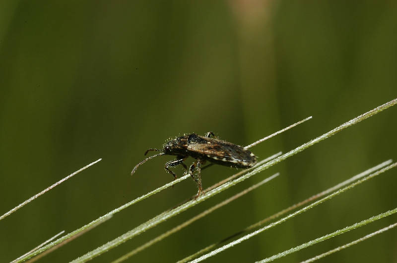 Heterogaster urticae