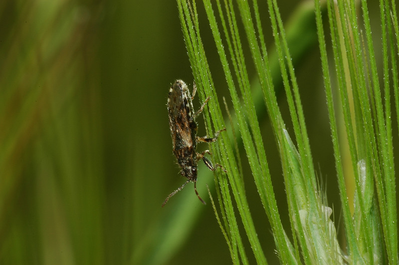 Heterogaster urticae