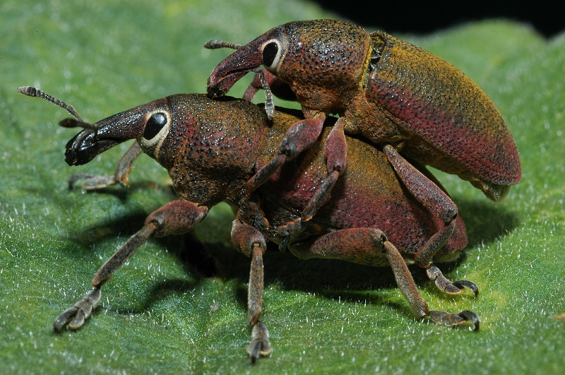 Bellissimi curculionidi: Lixomorphus algirus