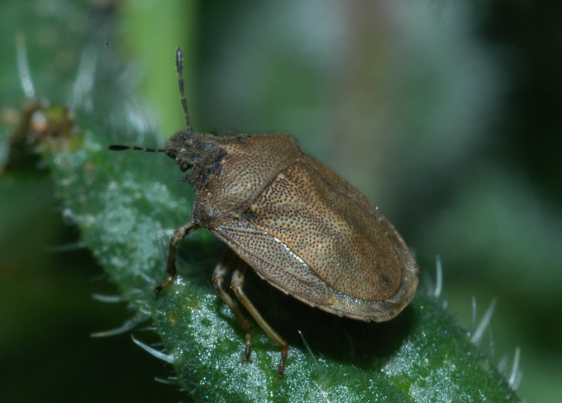 Podops (Opocrates) curvidens (Heteroptera, Pentatomidae)