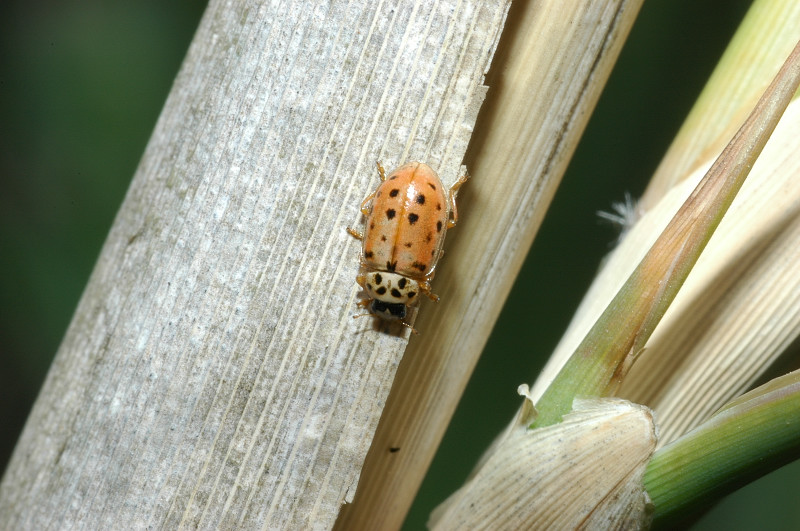 Coccinellidae: Anisosticta novedecimpunctata