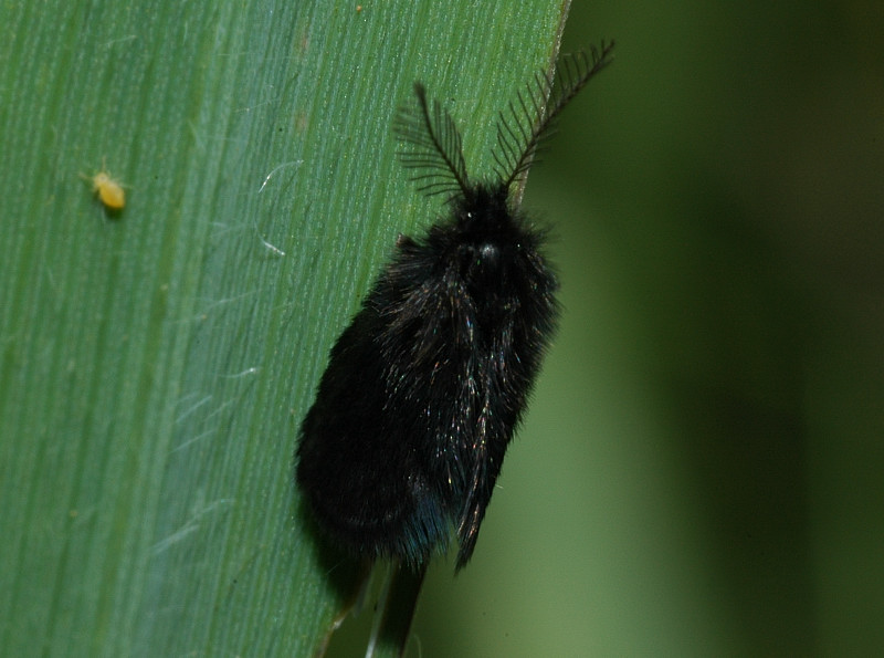 Piccolo lepidottero nero Epichnopterix sp.