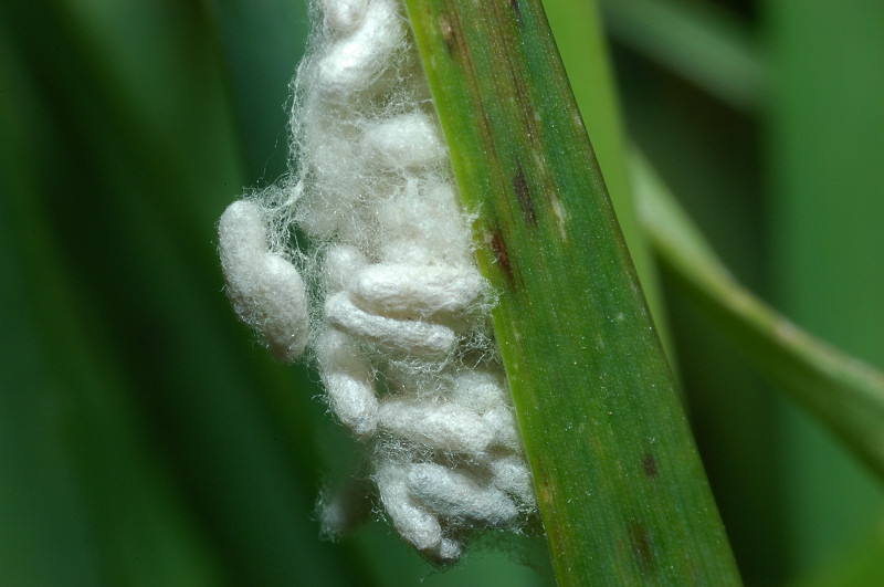 Bozzoli di Braconidae