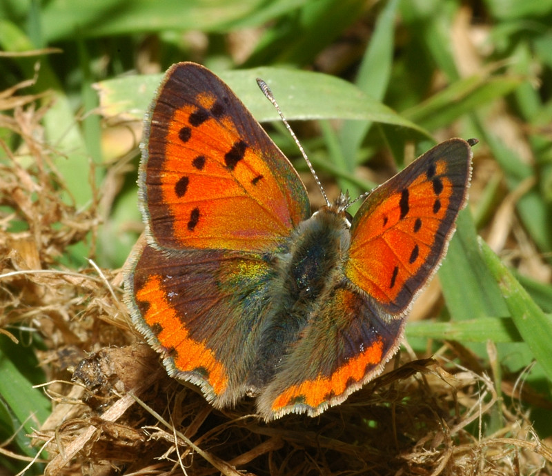 Lycaena phlaeas