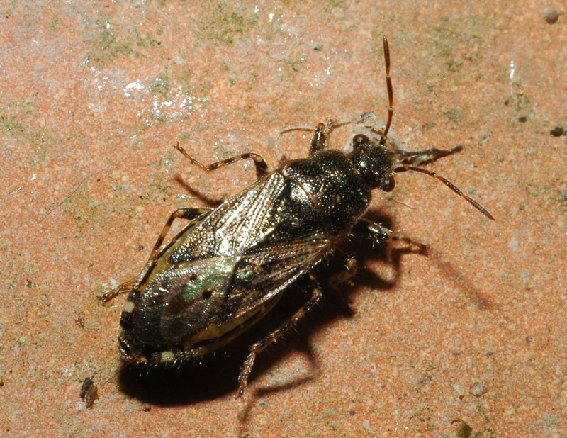 Heterogaster urticae 2.(Heteroptera, Lygaeidae)
