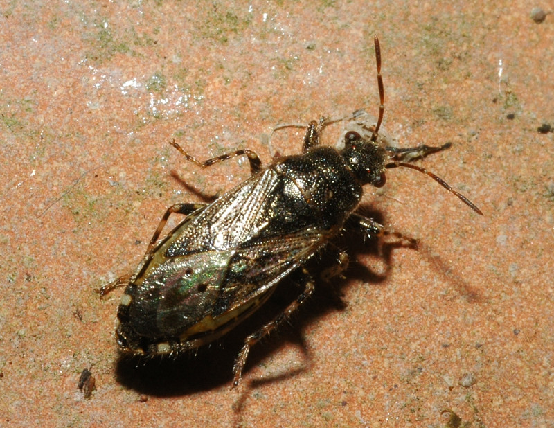 Heterogaster urticae 2.(Heteroptera, Lygaeidae)