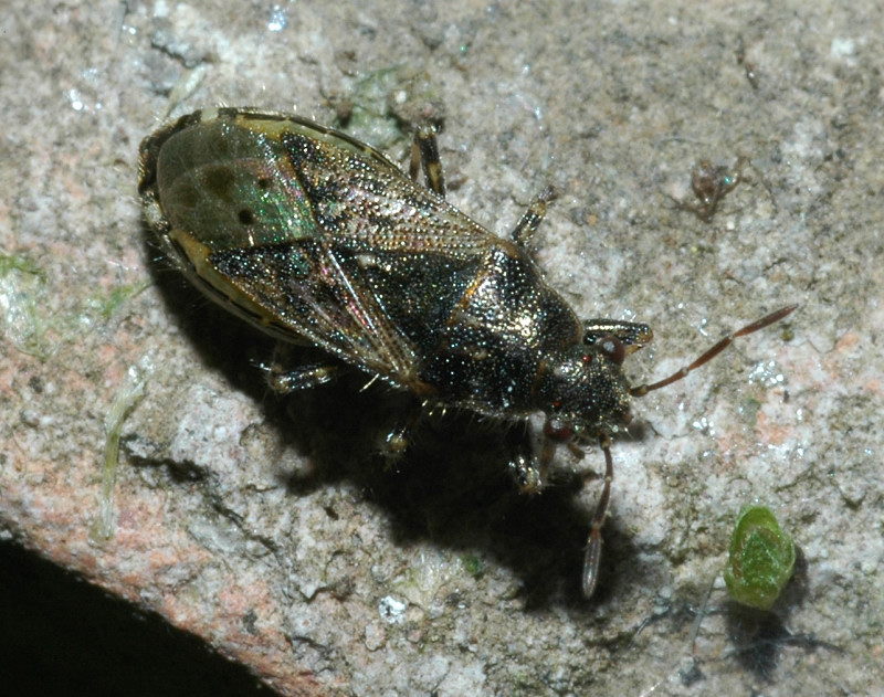 Heterogaster urticae 2.(Heteroptera, Lygaeidae)