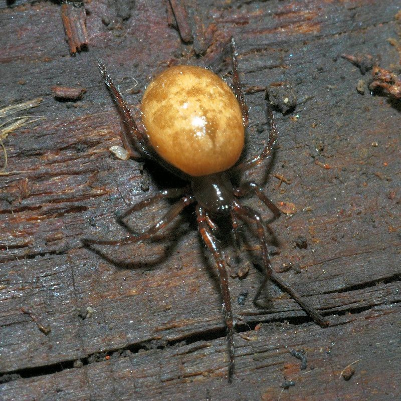Steatoda nobilis