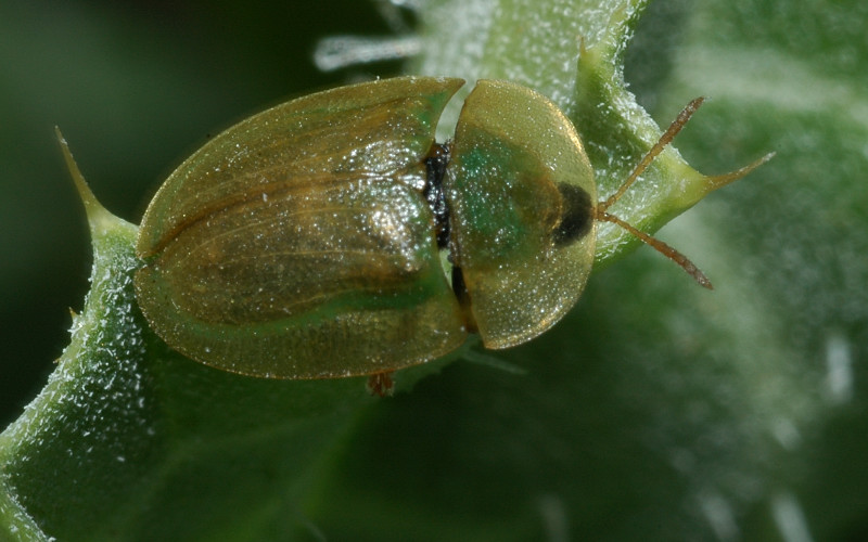 Una Cassida e le sue larve (Cassida deflorata)