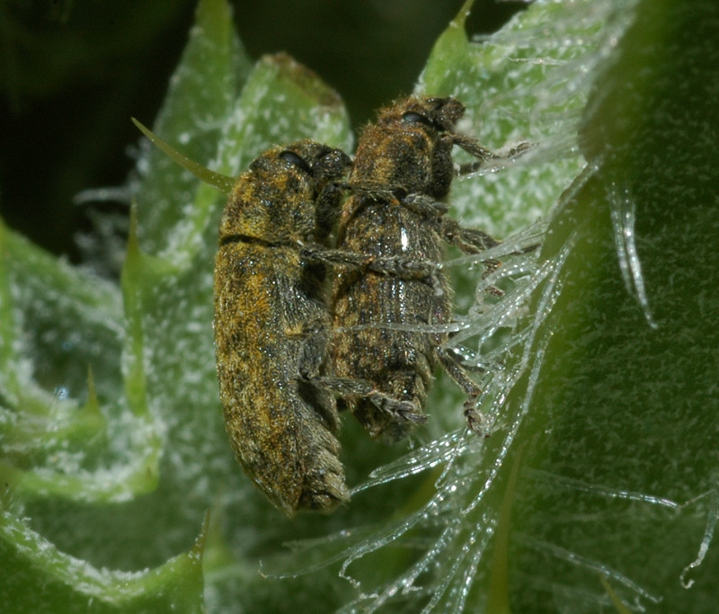 Rhinocyllus conicus (Coleoptera, Curculionidae)
