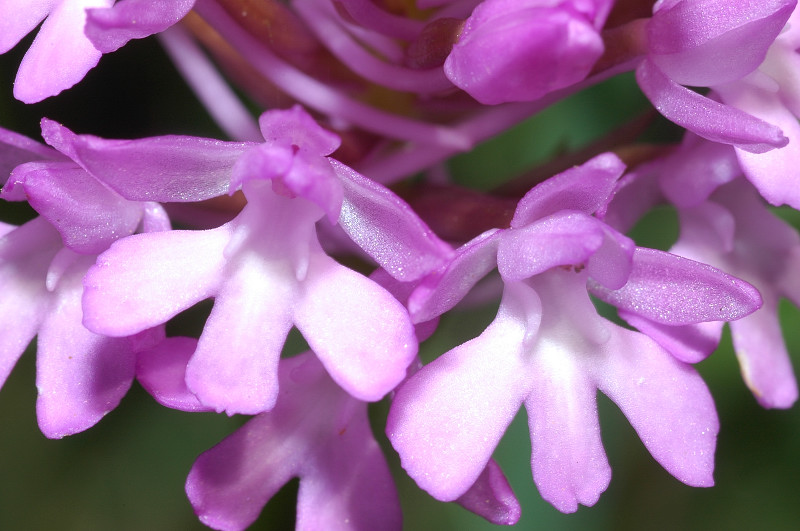 Anacamptis pyramidalis / Orchidea piramidale