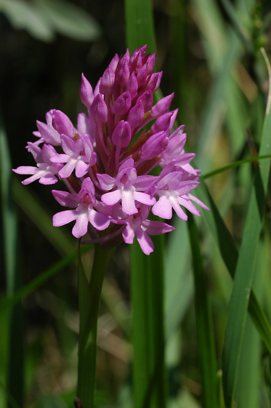 Anacamptis pyramidalis / Orchidea piramidale