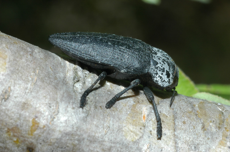 Buprestidae: Capnodis tenebrionis