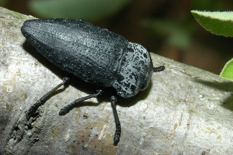 Buprestidae: Capnodis tenebrionis