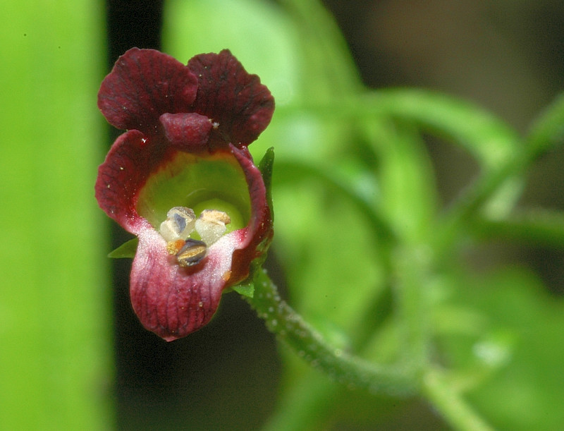 Scrophularia peregrina / Scrofularia annuale