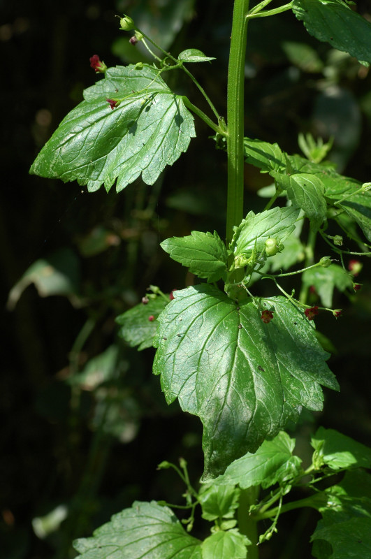 Scrophularia peregrina / Scrofularia annuale