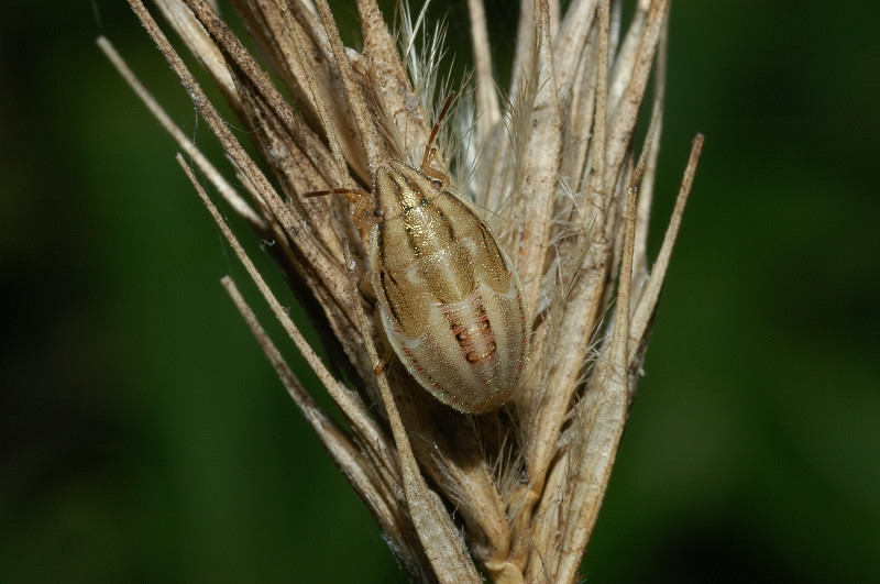 Dyroderes umbraculatus