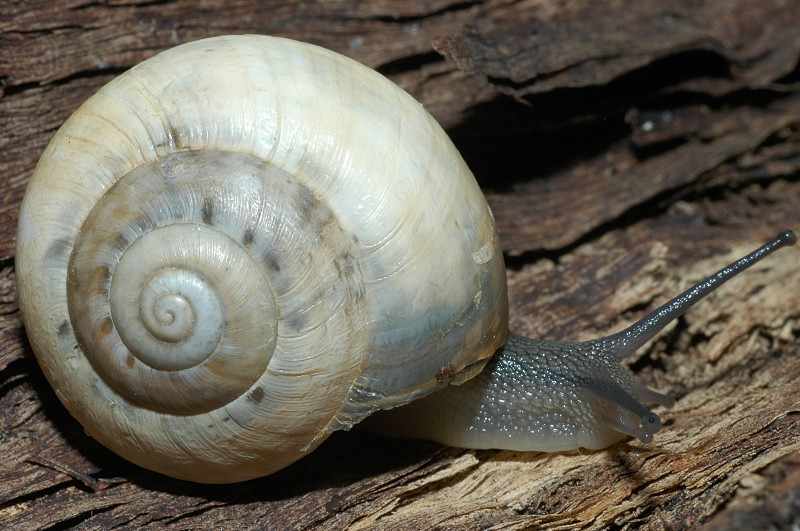 Eobania vermiculata